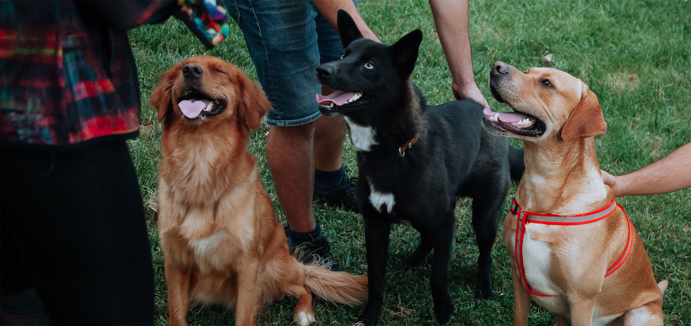 koiria omistajiensa kanssa nurmella